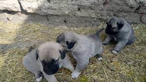 satilik kangal izmir 0554 745 52 53 kangal kopegi