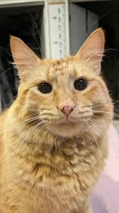 Orange attempting psychological control