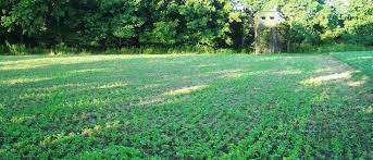Food Plots And Whitetail Deer Management Food Plots For Deer Food Plot Deer Food