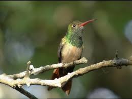 The tail and primary wings are rufous in colour and slightly forked. Buff Bellied Hummingbird Identification All About Birds Cornell Lab Of Ornithology
