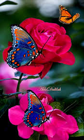 Pin By Maria Alice Rodrigues De Souza On Foto Montage Rosas In 2020 Beautiful Butterfly Photography Beautiful Rose Flowers Beautiful Butterflies