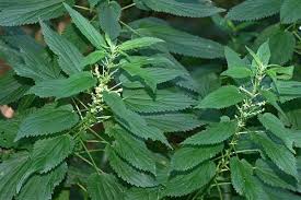 Image result for Urticaceae