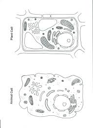 Pin On Cc Cycle 1