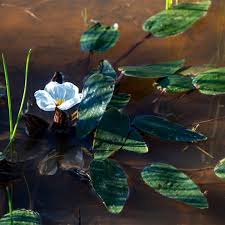 Image result for Ottelia ulvifolia