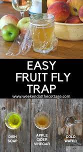 Homemade Fruit Fly Trap Weekend At The Cottage Fruit Fly Trap Homemade Fruit Fly Trap Fruit Flies