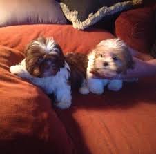Find a shih tzu puppy from reputable breeders near you and nationwide. Shih Tzu Puppies For Sale In Pittstown New Jersey Classified Americanlisted Com