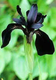 The Quest For Black Flowers Started When I Came Across The Black Garden In The Jardin De L Alchymiste Near Avigno White Flower Farm Black Flowers Iris Flowers