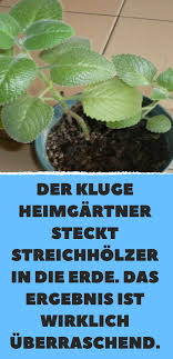 Der Kluge Heimgartner Steckt Streichholzer In Die Erde Das Ergebnis Ist Wirklich Uberraschend Pflanzen Garden Care Zimmerpflanzen Pflege