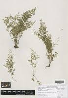 Image result for Anogramma leptophylla