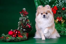 The living mountain collector's edition for ipad, iphone, android, mac & pc! Merry Christmas Dog Christmas Wallpaper Ipad Pets Lovers