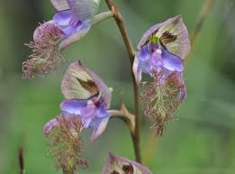 Image result for Habenaria laurentii