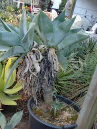 Image result for Buchnera attenuata