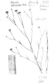 Image result for Vernonia chloropappa