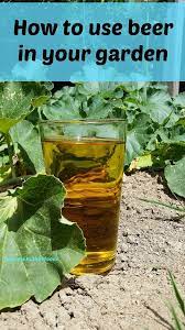 Pour stale beer onto your outdoor garden to fertilize your vegetables and flowers. 7 Ways To Use Beer In The Garden Feathers In The Woods