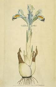 As your iris plant becomes established, the rhizome will grow along with it. Iris Plant Wikipedia