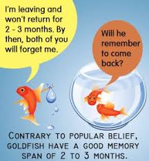 Grace Henry Gracehenryqyb Goldfish Care Goldfish Fish Care
