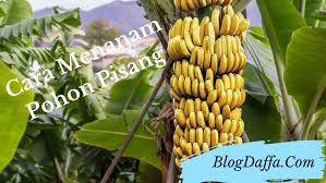 Maybe you would like to learn more about one of these? 5 Cara Menanam Pohon Pisang Di Halaman Rumah Agar Berbuah Lebat Blogdaffa Com