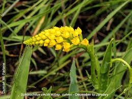 Image result for Schizochilus