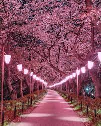 I love the depth of color in each of the blossoms. Sakura Forest Cherry Blossom Japan Beautiful Places Nature Photography
