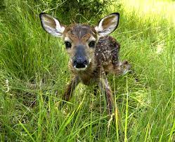 Le cerf est présent dans certaines représentations du paradis terrestre, et celles de l'entrée des animaux dans l'arche de. File Faon Petit Du Cerf Et De La Biche 8132 Jpg Wikimini Stock