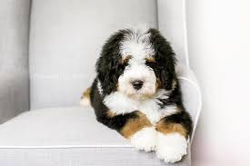 Find reputable bernedoodle breeders near you. F1 Tricolor Bernedoodle Puppy Www Cottonwoodcreekdoodles Com Bernedoodle Puppy Dream Dog Tricolor Bernedoodle