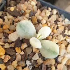 Cotelydon orbiculata var dactylopsis variegata. Cotyledon Orbiculata Cv Fukushima Variegated Uploaded By Prettyandprickle