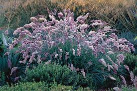 Zone 4 perennial ornamental grasses. 9 New And Unusual Ornamental Grasses