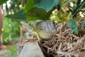 Eidechse Im Garten Nikon V1 Nikkor 10 30 F 3 5 5 6 Blog Flickr