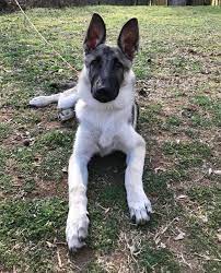 German Shepherd Puppy Silver And Black At 4 Months Gsd Germanshepherd Silver Sable Black German Shepherd Puppies Sable German Shepherd Puppies Puppies
