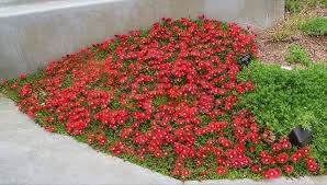 Image result for Delosperma mahonii