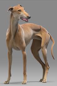Greyhound Dog 3d Model Grey Hound Dog Greyhound 3d Model