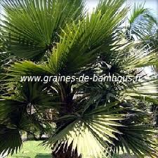 Le palmier jupon du mexique (washingtonia robusta) est une espèce de palmier appartenant au genre washingtonia (les palmiers jupons) et à la famille des arécacées (les palmiers). Graines De Palmier Rustique Washingtonia Filifera