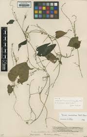 Image result for Dioscorea quartiniana