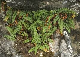 Image result for Asplenium simii