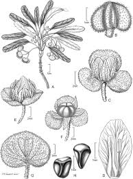 Image result for Melhania