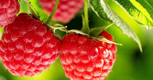 8 Health  benefits of raspberry & with image 