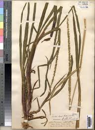 Image result for Sacciolepis africana