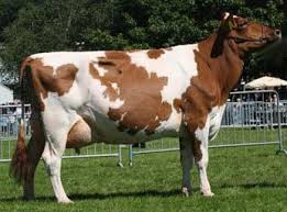 Black And White Cow Breed Name Ayrshire Cow Dairy Breed Ayrshire Cattle Are A Horned Variety Of Dairy Cattle Which Are Native To Ayrshire In The Dairy Cow Breeds Dairy Cattle Dairy Cows