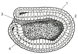 ÐÐ°ÑÑÐ¸Ð½ÐºÐ¸ Ð¿Ð¾ Ð·Ð°Ð¿ÑÐ¾ÑÑ "Ð±Ð»Ð°ÑÑÑÐ»Ð° Ð¸ Ð³Ð°ÑÑÑÑÐ»Ð°"