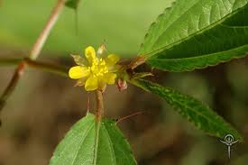 Image result for Corchorus olitorius