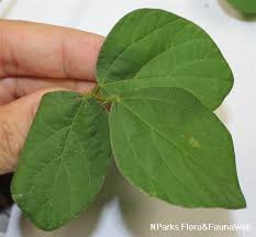 Image result for Calopogonium mucunoides