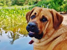 Hairline cracks in the enamal that is not visable to the avarege person. My Dog Broke Her Canine Tooth What Do I Do Truth About Pet Food