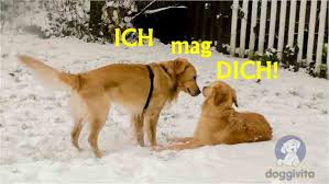 Tiere und haustiere tiere hund süße tiere witzige hundebilder hund funnies lustige haustiere lustige tierbilder hunde bilder niedliche hunde well, dogs do get tired too. Viele Lustige Hundebilder Auch Zum Gratis Runterladen