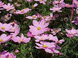 Cosmos Plant Cosmos Plant Cosmos Flowers Plants