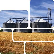 Buy sunflower plants and get the best deals at the lowest prices on ebay! Home Gg Trade