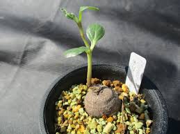 Image result for Pterodiscus angustifolius