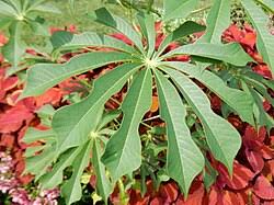 Image result for Manihot grahamii