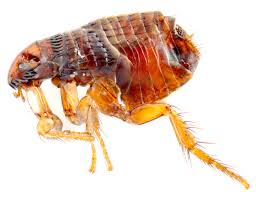 As homeowners in the puget sound region, we know the challenges of mold, pests, climate, and comfort. Flea Removal Vancouver Wa Paratex American Pest Management