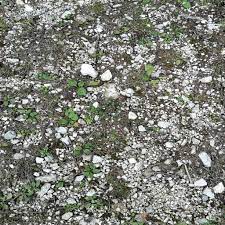 Texture seamless dark parquet flooring texture seamless dark wood floor texture in wood floor style floors design for your ideas. Forest Ground With Stones And Grass Download Royalty Free Texture