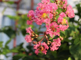 Hours may change under current circumstances Myrtle Flower Tree Types How To Grow And Care For Beginners Florgeous